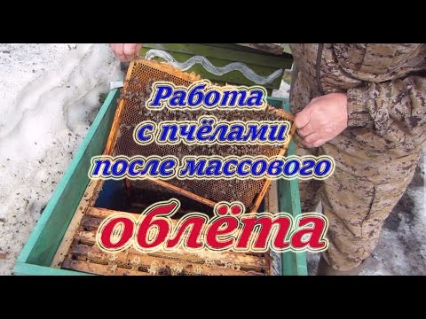 Видео: Первые пасечные работы с семьями после массового облёта пчёл.  Beekeeping.