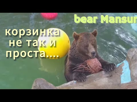 Видео: Мансурка вернулся в эфир, с корзинкой 😁🐻💦 Mansurka returned to the air, with a basket_27/08/25
