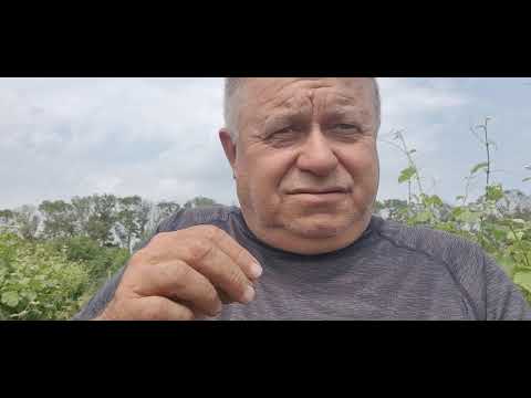 Видео: Пръскане след градушка. Заразяване през многогодишна дървесина.