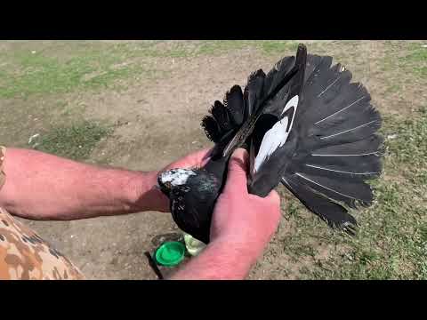 Видео: (2 ч.)Николаевские голуби. В гостях у Валерия Задорожнего (Кот) п. Гигант, Сальский р-н.