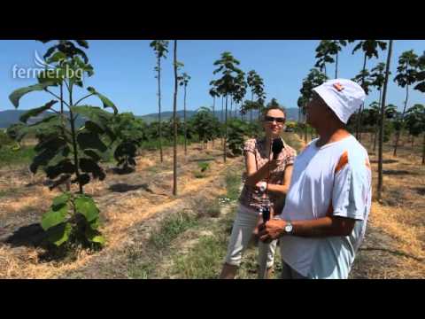 Видео: Отглеждане на пауловния
