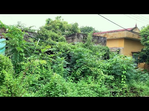 Видео: Вьющаяся растительность, покрывающая крышу заброшенного дома, чудесным образом преобразилась