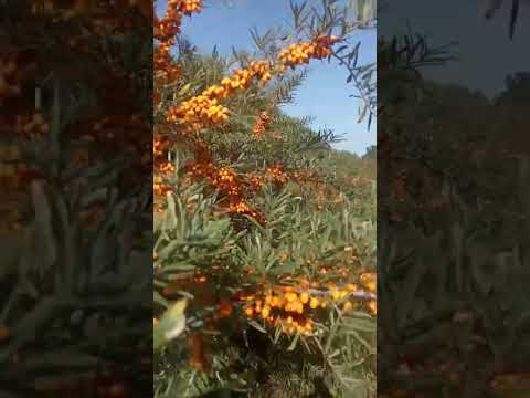 Видео: Обліпиха Лейкора. Збір врожаю 2024