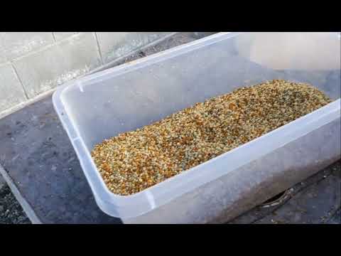 Видео: Збір пилку по-американськи. Підпишись, щоб не пропустити пилкозбірник з США!”