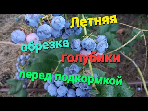 Видео: ЛЕТНЯЯ обрезка голубики  перед подкормкой и обработкой. ЧАСТЬ 1