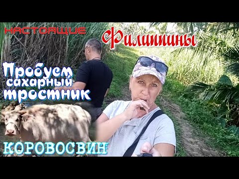 Видео: Остров Негрос - сахарный тростник и коровосвин / Огромные папоротники и лопухи / Настоящие Филиппины
