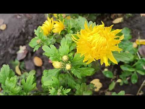 Видео: 🌺ПРОДАЖ КВІТІВ у ВАЛІ був ВДАЛИМ!🥰🌺