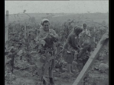 Видео: ВИЛА СЕ Й ЛОЗА, ВИЛА - ЛОЗАРСТВОТО В  С. ПИРГОВО, РУСЕНСКО (1975)