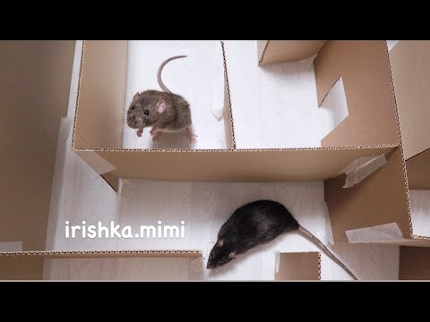 Видео: Как сделать лабиринт для крыс 🐀 перезалив видео