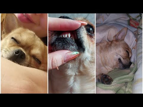 Видео: Как выпадают молочные зубы у чихуахуа/что делать ,что бы молочные зубы выпали без проблем
