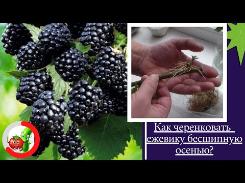 Видео: Как получить саженцы ежевики бесшипной методом черенкования в осенний период.