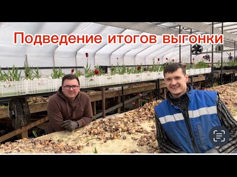 Видео: Итоги выгонки тюльпана