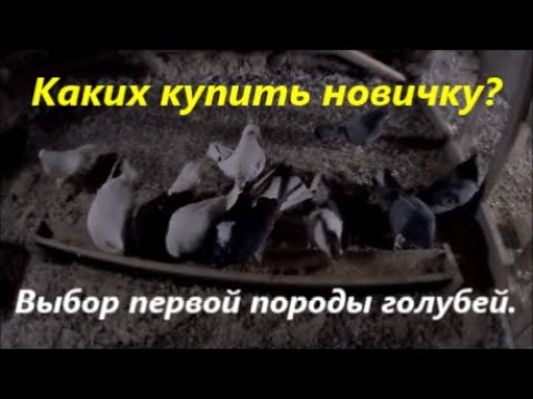 Видео: Каких голубей завести новичку? Новичок,каких голубей лучше выбрать? С каких начать, выбор породы!??!