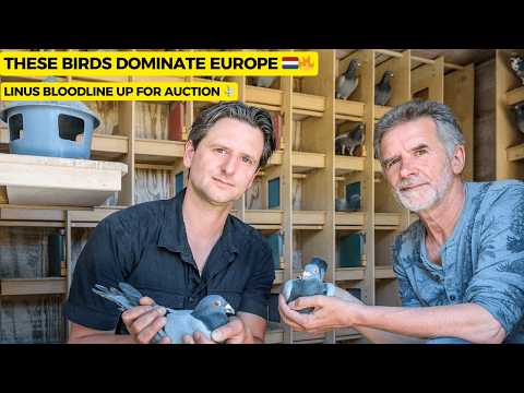 Видео: Самый роскошный лофт в Нидерландах? Распродажа Уилла и Фалько Эббен в 2025 году