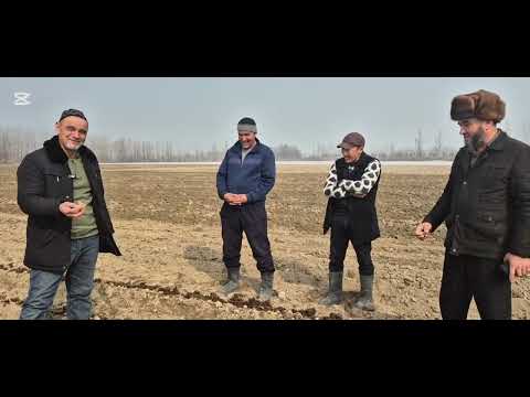 Видео: Картошка экиш схемаси #bobodexqonlar