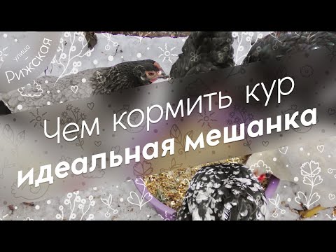 Видео: Чем кормить кур 🍽 Идеальная мешанка