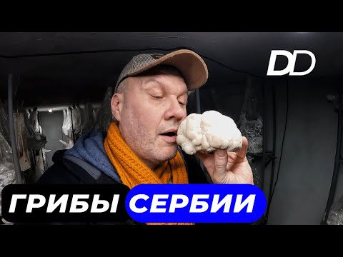 Видео: ДЕЛИКАТЕСНЫЕ СУПЕР-ГРИБЫ СЕРБИИ! ЛЬВИНАЯ ГРИВА, ШИТАКЕ И ТРЮФЕЛИ! ПОЧЕМУ СЕРБЫ ОБОЖАЮТ ГРИБЫ?