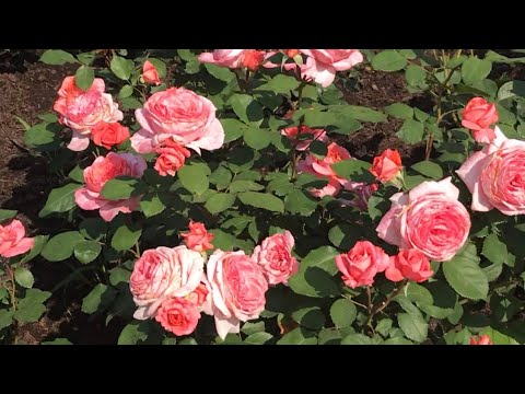 Видео: Розы. Исполнение желаний... Laurent Cabrol, Cyclamen Pierre de Ronsard, Schloss Eutin .