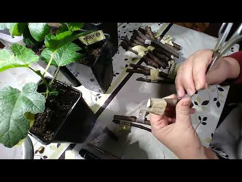 Видео: ИНЖИР. НАЧИНАЕМ УКОРЕНЯТЬ.