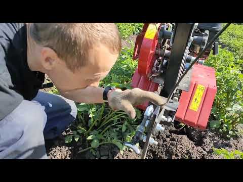 Видео: Мотоблок Ока, второе окучивание сезон 22