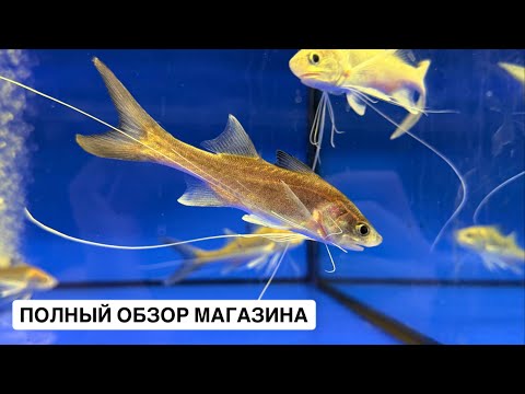 Видео: Птичий рынок 2025 / Полный Обзор нового магазина / Меченосцы и номерные сомы / Polynemus paradiseus