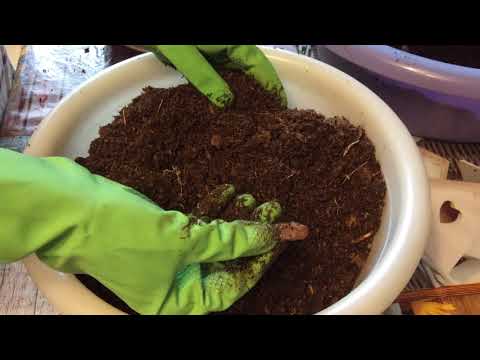 Видео: Азалия:  пересадка пятилетней  Азалии  февраль 2020