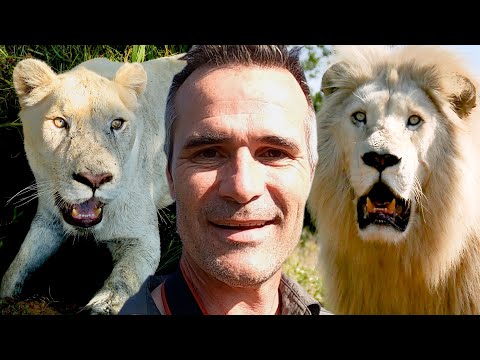 Видео: Эти ЛЬВЫ обожают жизнь! | Заклинатель львов