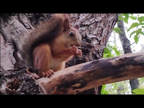 Видео: Одинокий бельчонок.