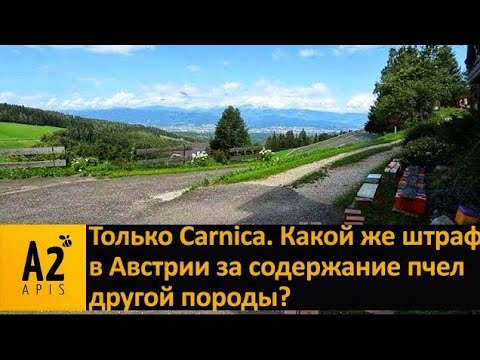 Видео: Или #Карника, или штрафа до 7.000,00€: в Австрии не забалуешь