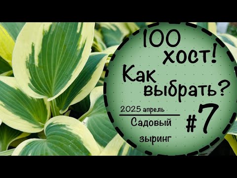 Видео: Садовый зыринг #7 ☘️Вы удивитесь какие бывают хосты☘️ 100 сортов хостов☘️