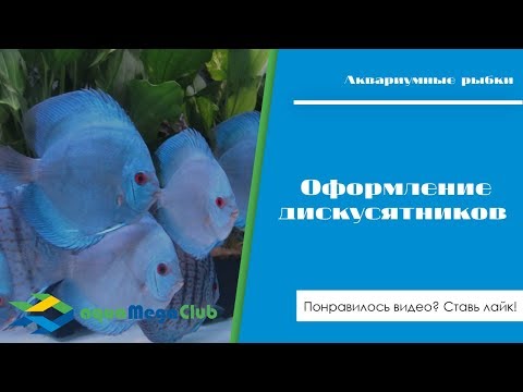 Видео: Как оформить большой, красивый аквариум с дискусами