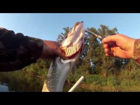 Видео: DARDO 100 IMAKATSU. Твичинг "отдыхает".