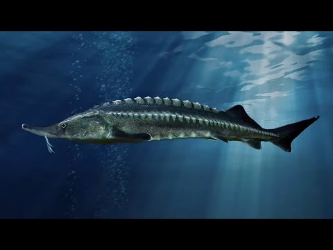 Видео: Новая система УЗВ. Капитальная переделка.