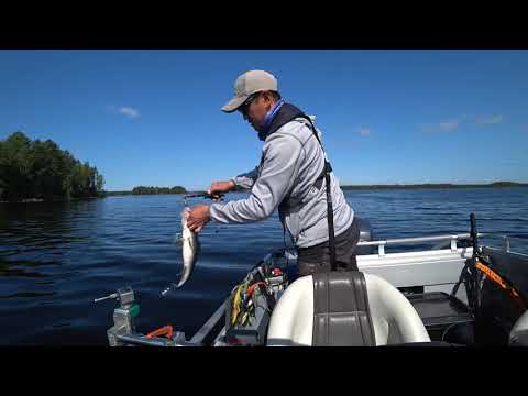 Видео: Наловил судака и вкусно приготовил обед на острове. Рыбалка в Финляндии