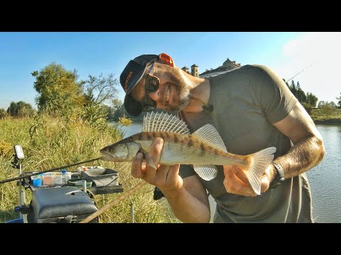Видео: Особенности Фидерной Рыбалки в Польше. Часть вторая.