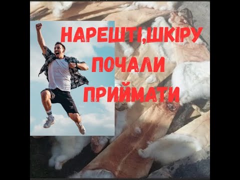 Видео: шкірка кролика весна 2025 рік