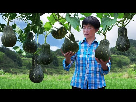 Видео: Тыква и тыквенные бобы маленькие и милые  вареные с маслом из говядины  приготовленные как тофу из