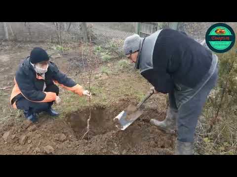 Видео: 4. Дворът- Засаждане на дръвчета с агроном Боян Богомилов