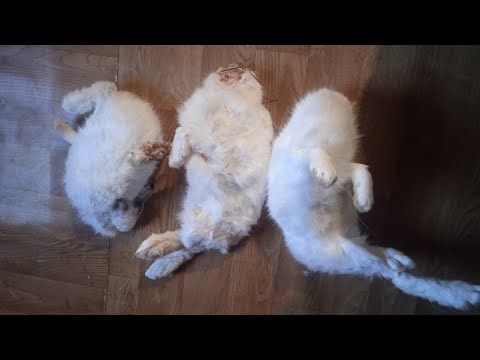 Видео: Проверка Петли на Зайца. Куобах Туhа5ын к8руу.