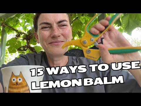 Видео: ПЯТНАДЦАТЬ способов применения мелиссы и как вырастить это полезное растение