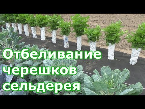 Видео: Отбеливание черешкового сельдерея. Выращивание и уход за черешковым сельдереем