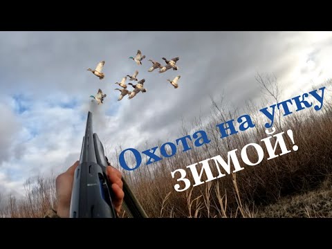 Видео: ОХОТА НА УТОК! НАБИЛИ ЦЕЛЫЙ МЕШОК ЗА ЧАС ОХОТЫ!