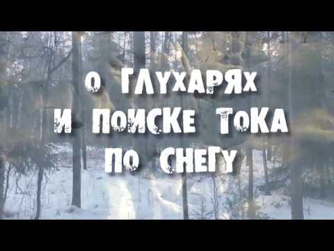 Видео: О глухарях и поиске тока по снегу