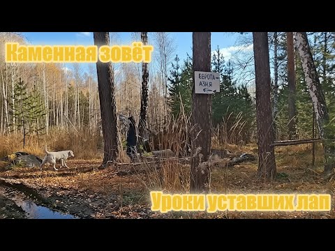 Видео: Каменная зовёт: уроки уставших лап