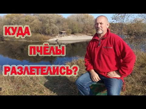 Видео: В одну ночь пчёлы с пасеки слетели, оставив в ульях мёд. Куда они улетели и в чём кроется причина?