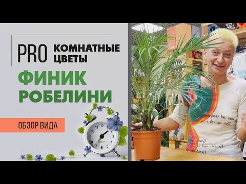 Видео: Финик Робелини - карликовая домашняя пальма | Уход за пальмой в домашних условиях