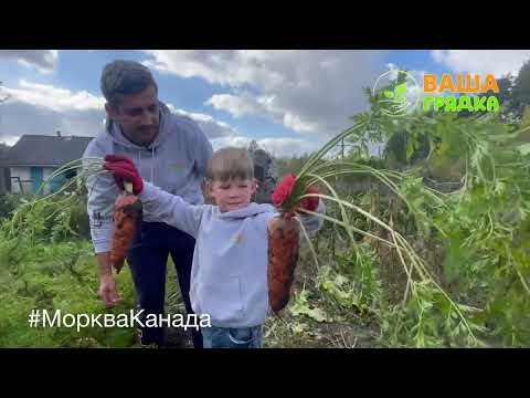 Видео: #МоркваКанада Гігантський врожай моркви з «Ваша Грядка»!