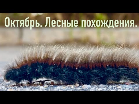 Видео: КРАСИВЫЕ ОСЕННИЕ ДЕНЬКИ...