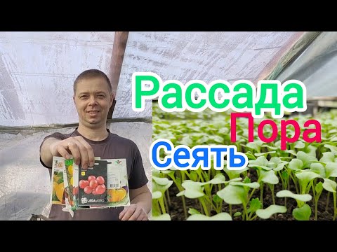 Видео: Рассада .Самый лучший способ посева рассады.