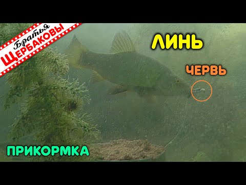 Видео: СЕКРЕТ ЛИНЕВОЙ ПОКЛЕВКИ разгадан! ЧЕРВЬ или ОПАРЫШ? Насколько ЛИНЬ ПУГЛИВ? Подводные съемки